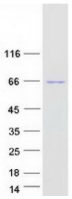 Coomassie blue staining of purified WAS protein.